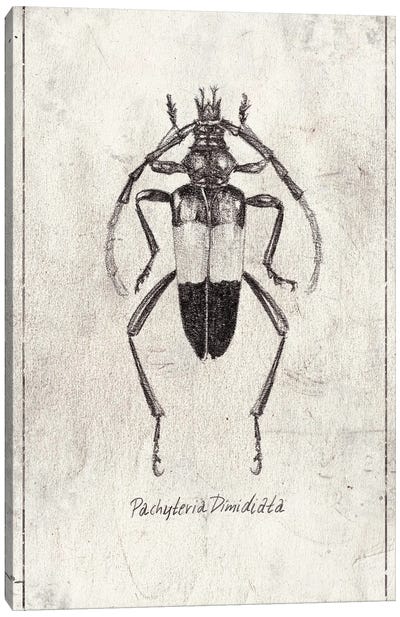 Pachyteria Dimidiata Canvas Art Print - Animal Illustrations