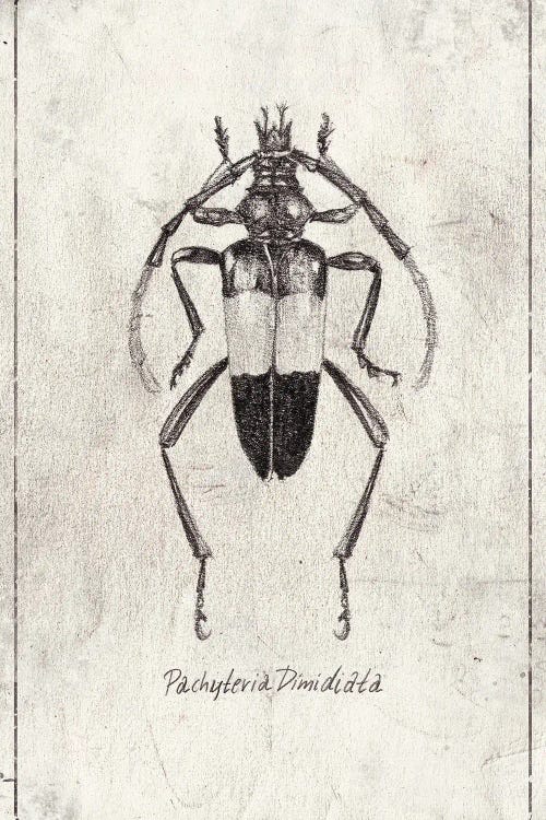 Pachyteria Dimidiata