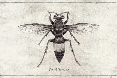 Vespa Tropica by Mike Koubou canvas print