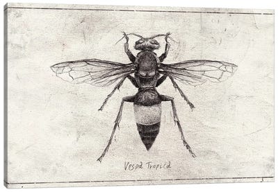 Vespa Tropica Canvas Art Print - Beetle Art