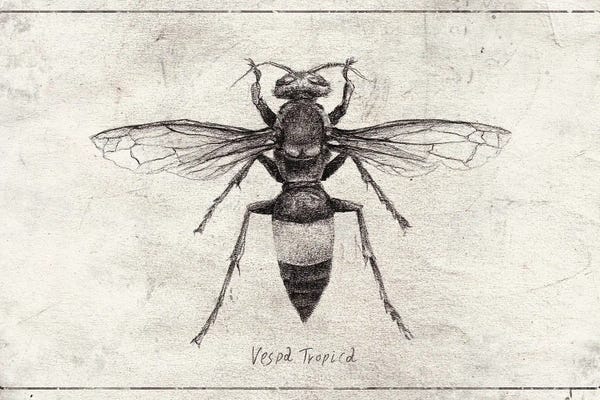 Beetles: Vespa Tropica by Mike Koubou