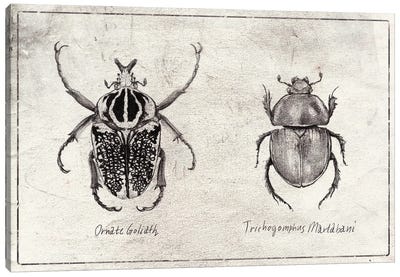 Ornate Goliath- Trichogomphus Martabani Canvas Art Print - Animal Illustrations