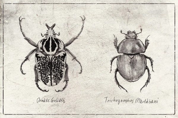 Beetles: Ornate Goliath- Trichogomphus Martabani by Mike Koubou