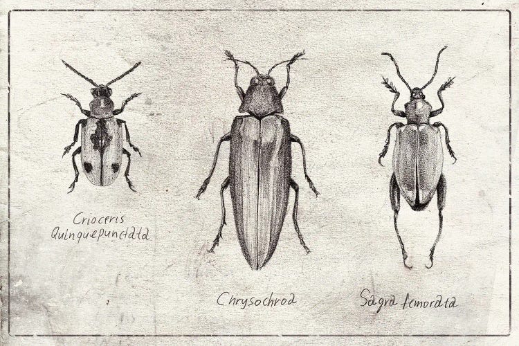 Crioceris Quinquepunctata- Chrysochroa-Sagra Femorata