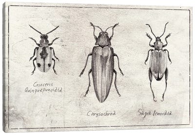 Crioceris Quinquepunctata- Chrysochroa-Sagra Femorata Canvas Art Print - Mike Koubou