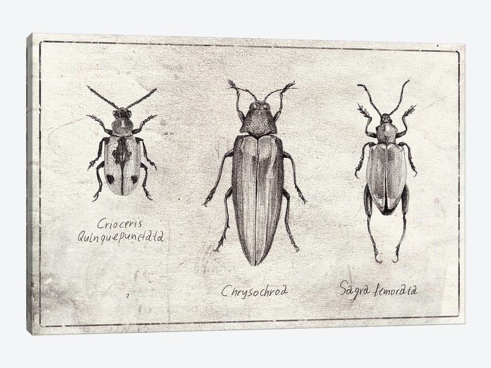 Crioceris Quinquepunctata- Chrysochroa-Sagra Femorata by Mike Koubou 1-piece Art Print