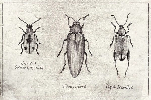 Beetles: Crioceris Quinquepunctata- Chrysochroa-Sagra Femorata by Mike Koubou