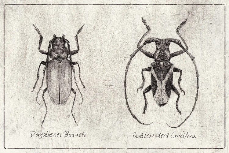 Dorysthenes Buqueti - Paraleprodera