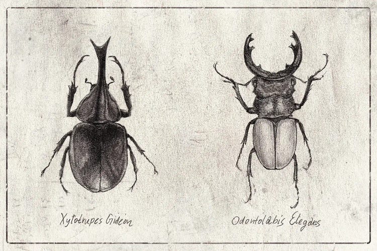 Xylotrupes Gideon-Odontolabis Elegans