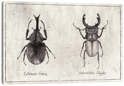 Xylotrupes Gideon-Odontolabis Elegans Canvas Art Print - Beetle Art