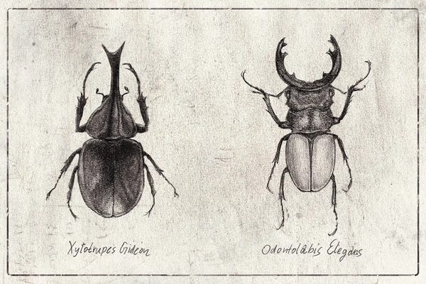 Beetles: Xylotrupes Gideon-Odontolabis Elegans by Mike Koubou