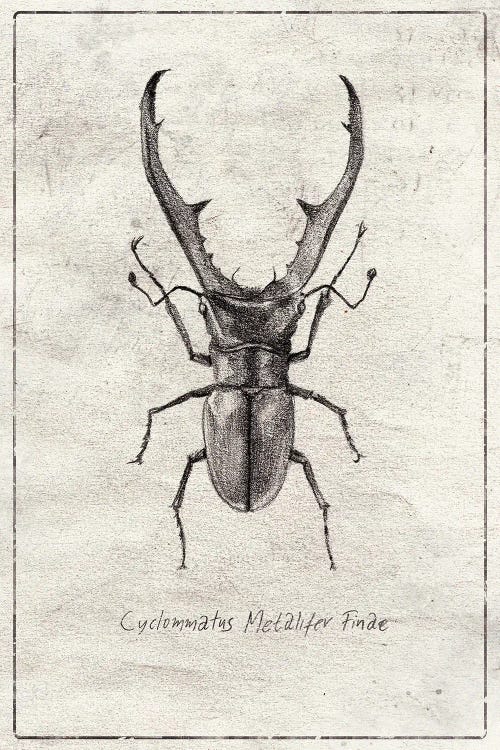 Cyclommatus Metalifer Finae