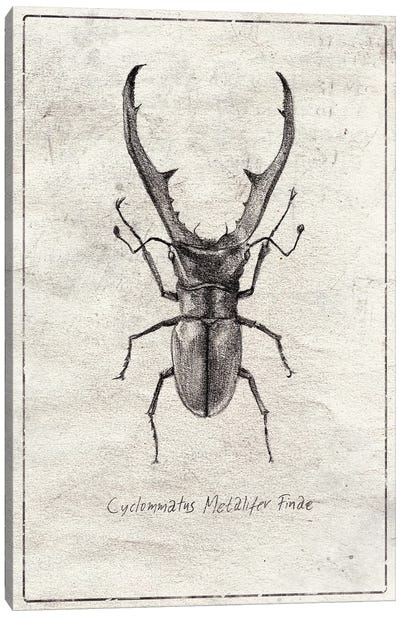 Cyclommatus Metalifer Finae Canvas Art Print - Mike Koubou