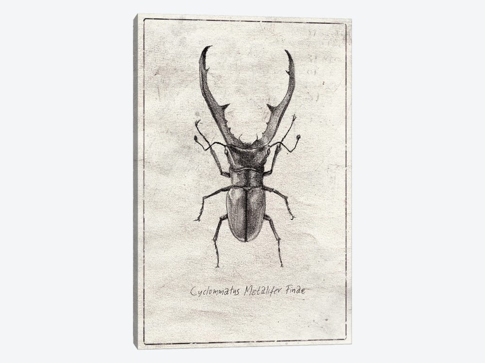 Cyclommatus Metalifer Finae by Mike Koubou 1-piece Art Print