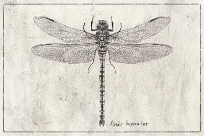 Anax Imperator by Mike Koubou framed canvas print