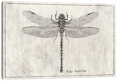 Anax Imperator Canvas Art Print - Dragonfly Art