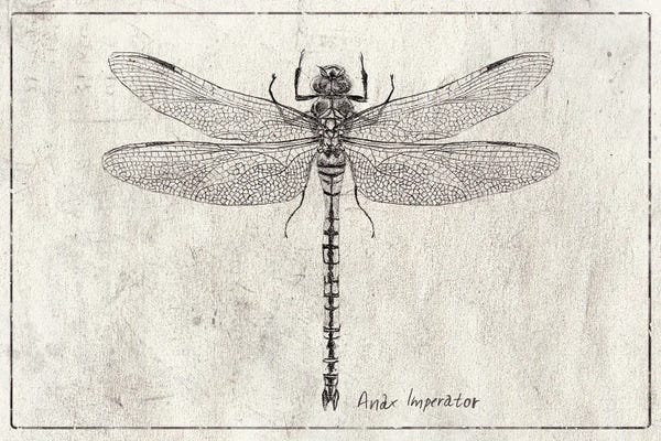 Vintage Animal Illustrations: Anax Imperator by Mike Koubou