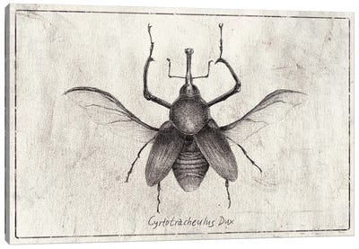 Cyrtotracheulus Dux Canvas Art Print - Mike Koubou