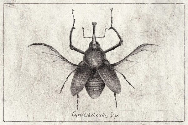Beetles: Cyrtotracheulus Dux by Mike Koubou