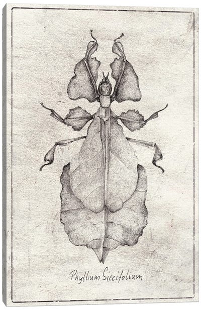 Phyllium Siccifolium Canvas Art Print - Mike Koubou