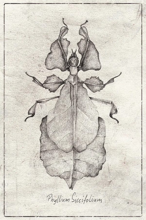 Phylliidae