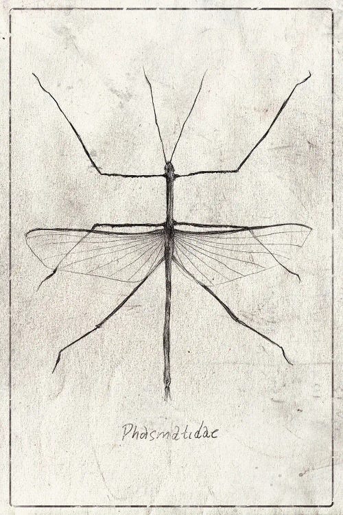 Phasmatidae