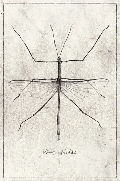 Vintage Animal Illustrations: Phasmatidae by Mike Koubou