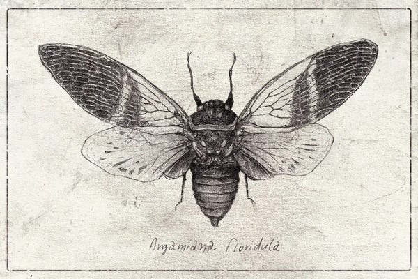Mike Koubou: Argamiana Floridula by Mike Koubou