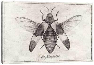 megaloxanthia Canvas Art Print - Animal Illustrations