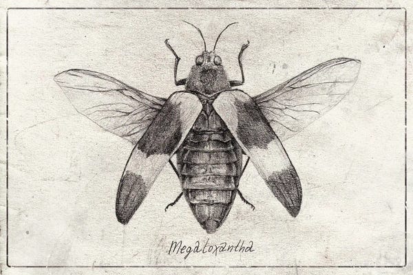 Vintage Animal Illustrations: megaloxanthia by Mike Koubou