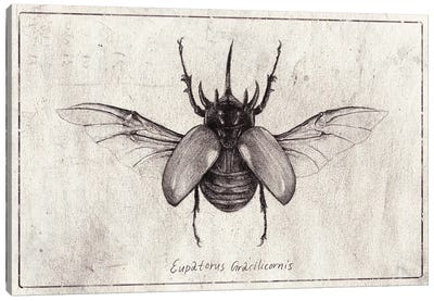 Eupatorus Gracilicornis Canvas Art Print - Mike Koubou