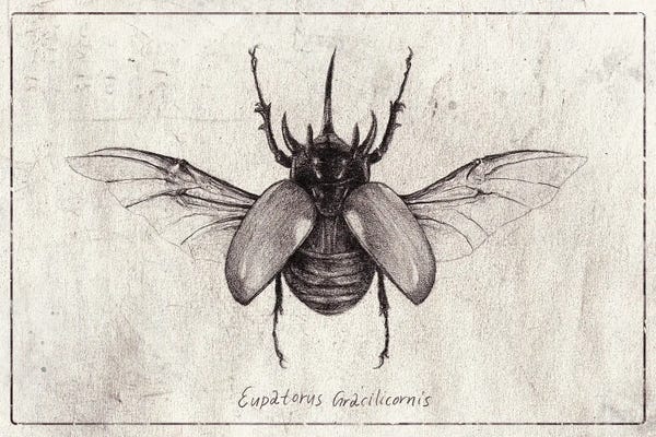 Mike Koubou: Eupatorus Gracilicornis by Mike Koubou
