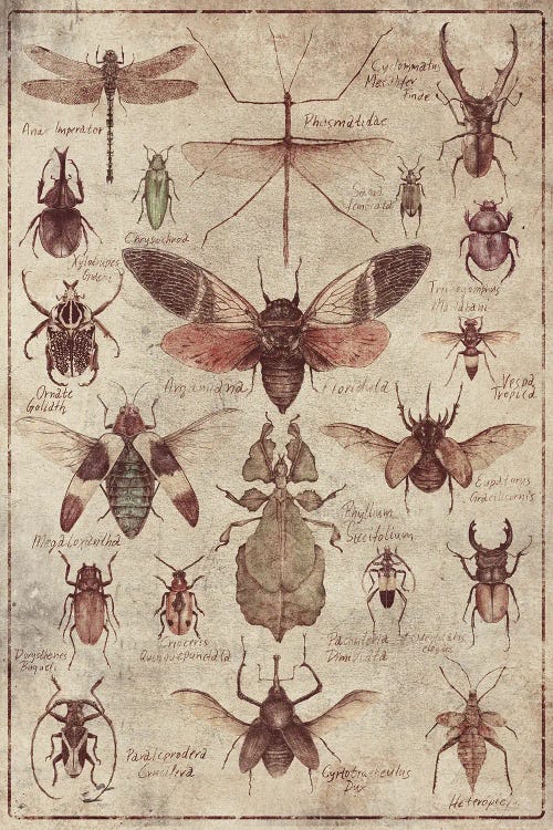 Vintage Insects