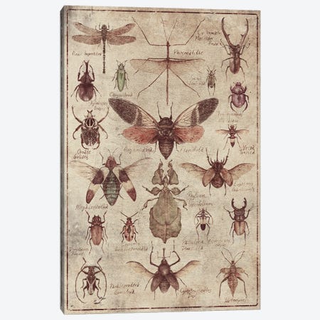 Vintage Insects Canvas Print #MKB148} by Mike Koubou Canvas Art