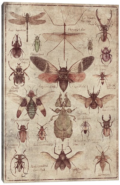 Vintage Insects Canvas Art Print - Animal Illustrations