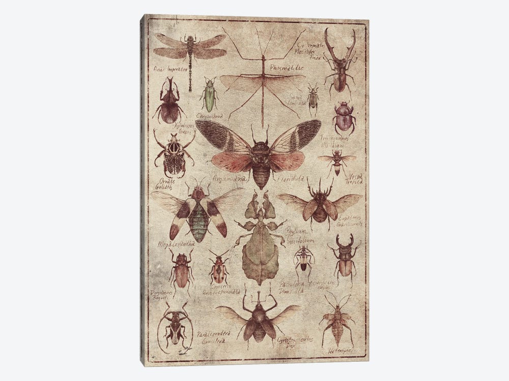 Vintage Insects by Mike Koubou 1-piece Canvas Art Print