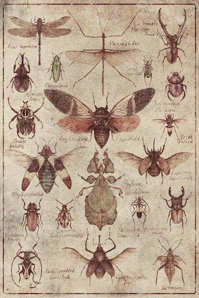 Vintage Animal Illustrations: Vintage Insects by Mike Koubou