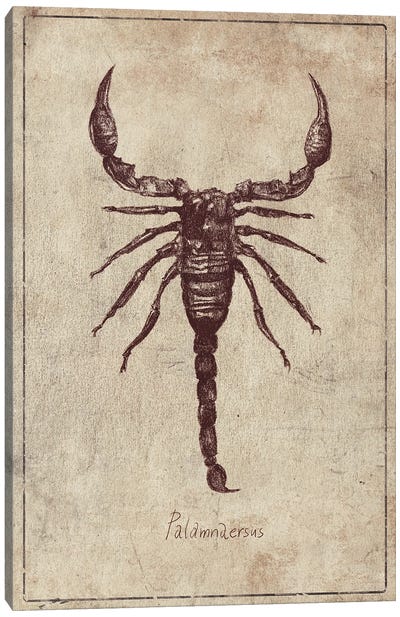 Palamnaersus Canvas Art Print - Scorpions