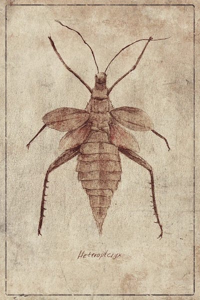 Vintage Animal Illustrations: Heteroptryx C by Mike Koubou