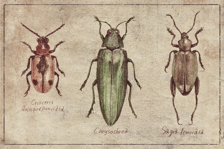 Crioceris Quinquepunctata- Chrysochroa-Sagra Femorata 2