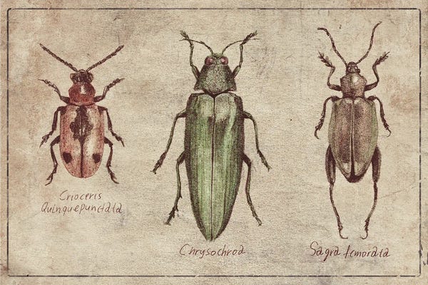 Beetles