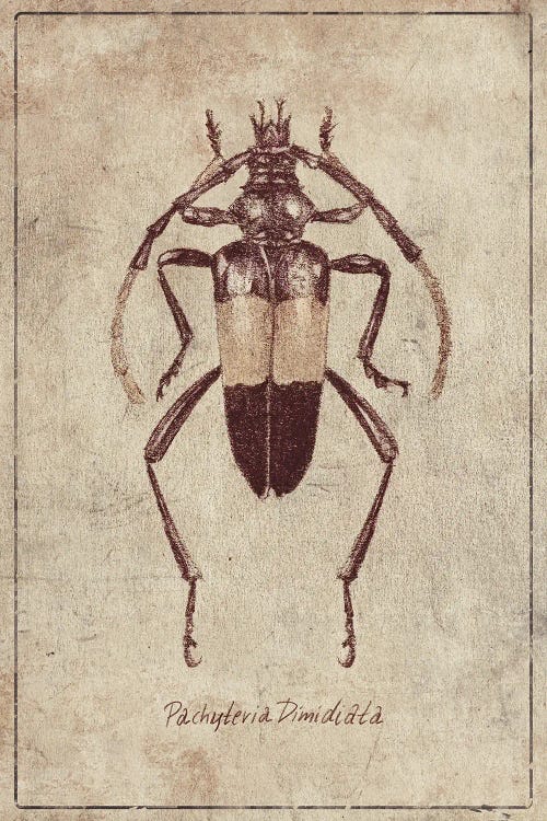 Pachyteria Dimidiata 2