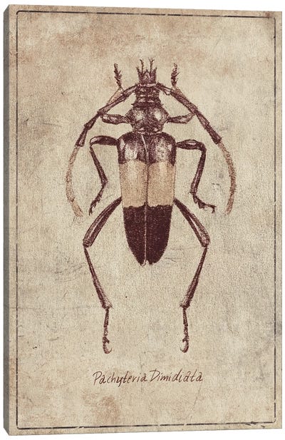 Pachyteria Dimidiata 2 Canvas Art Print - Beetle Art