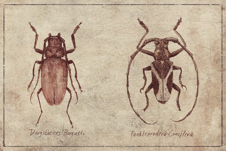 Dorysthenes Buqueti-Paraleprodera Crucifera