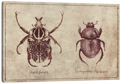 Ornate Goliath- Trichogomphus Martabani 2 Canvas Art Print - Beetle Art