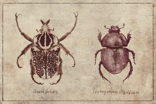 Beetles: Ornate Goliath- Trichogomphus Martabani 2 by Mike Koubou