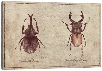 Xylotrupes Gideon-Odontolabis Elegans 2 Canvas Art Print - Beetle Art