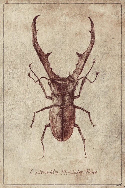 Cyclommatus Metalifer Finae 2