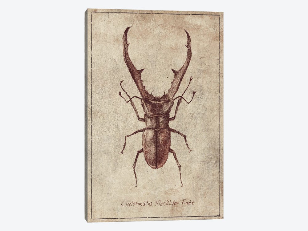 Cyclommatus Metalifer Finae 2 by Mike Koubou 1-piece Canvas Print