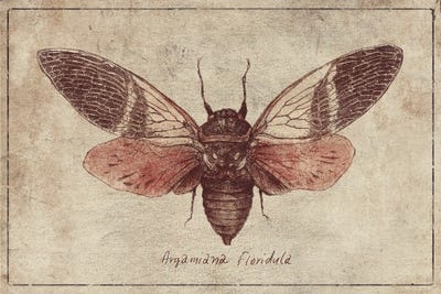 Argamiana Floridula 2 by Mike Koubou canvas print